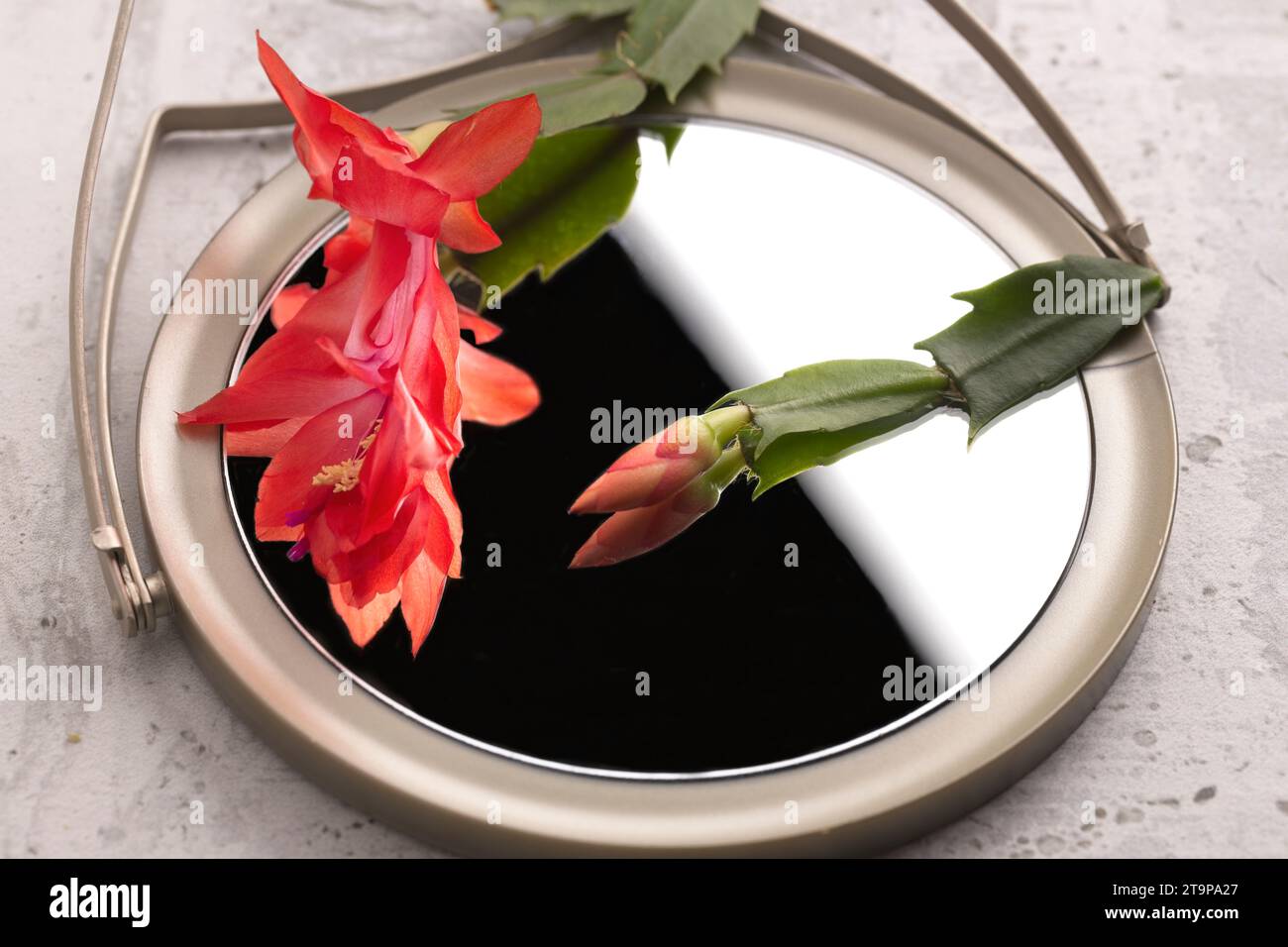 Ein Konzeptfoto einer Weihnachtskaktusblume, die über einem kleinen Spiegel liegt. Stockfoto