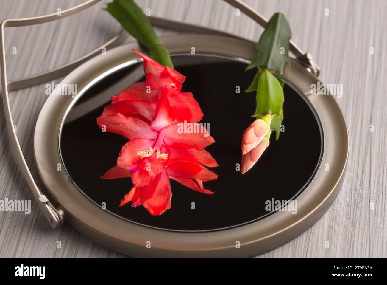 Ein Konzeptfoto einer Weihnachtskaktusblume, die über einem kleinen Spiegel liegt. Stockfoto