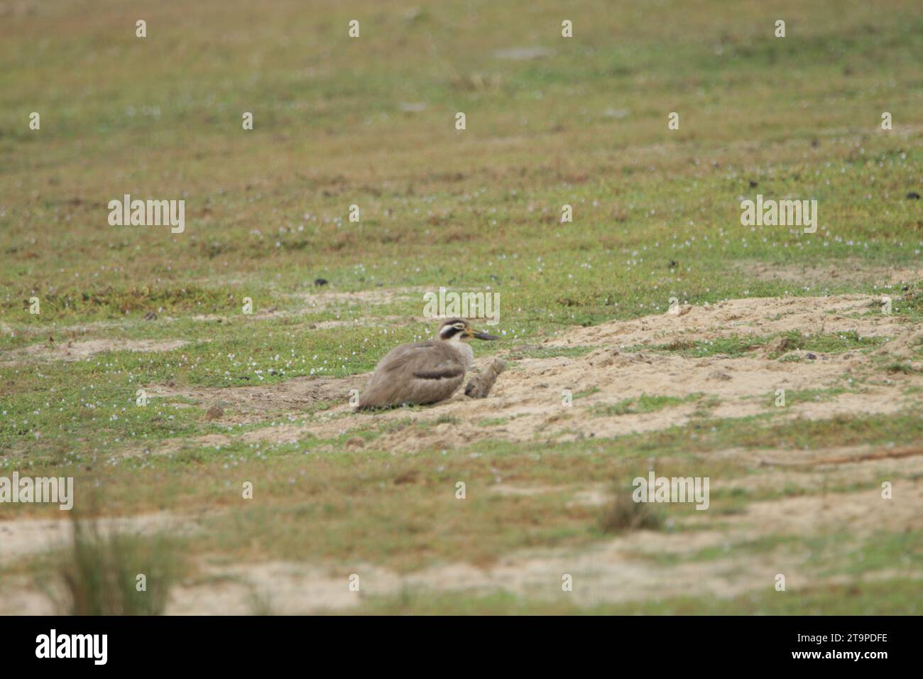 Vögel von Sri Lanka in freier Wildbahn, Besuchen Sie Sri Lanka Stockfoto