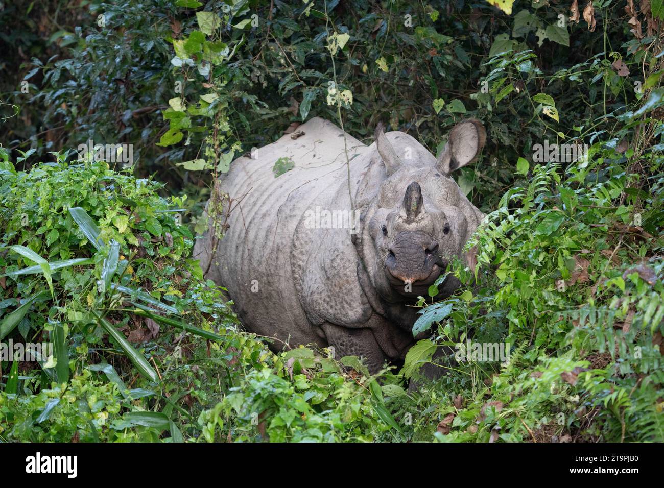 Ein einhornnnnashorn im Dschungel im Chitwan-Nationalpark in Nepal. Stockfoto