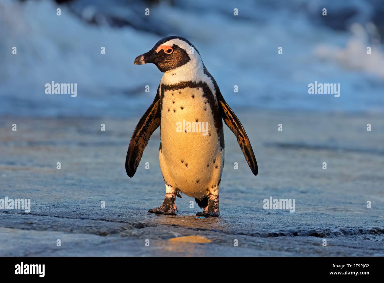 Ein afrikanischer Pinguin (Spheniscus demersus), der am Strand in Südafrika steht Stockfoto
