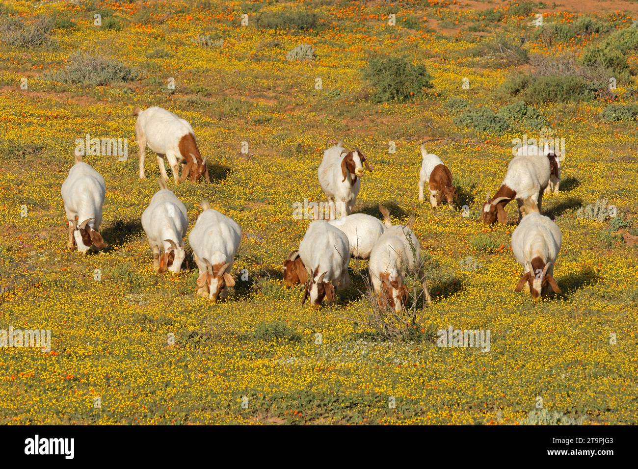 Freilandziegen, die auf einem Feld mit gelben Wildblumen füttern, Namaqualand, Südafrika Stockfoto