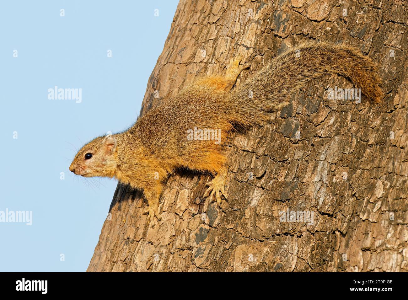 Baum Eichhörnchen (Paraxerus Cepapi) sitzt in einem Baum, Krüger Nationalpark, Südafrika Stockfoto