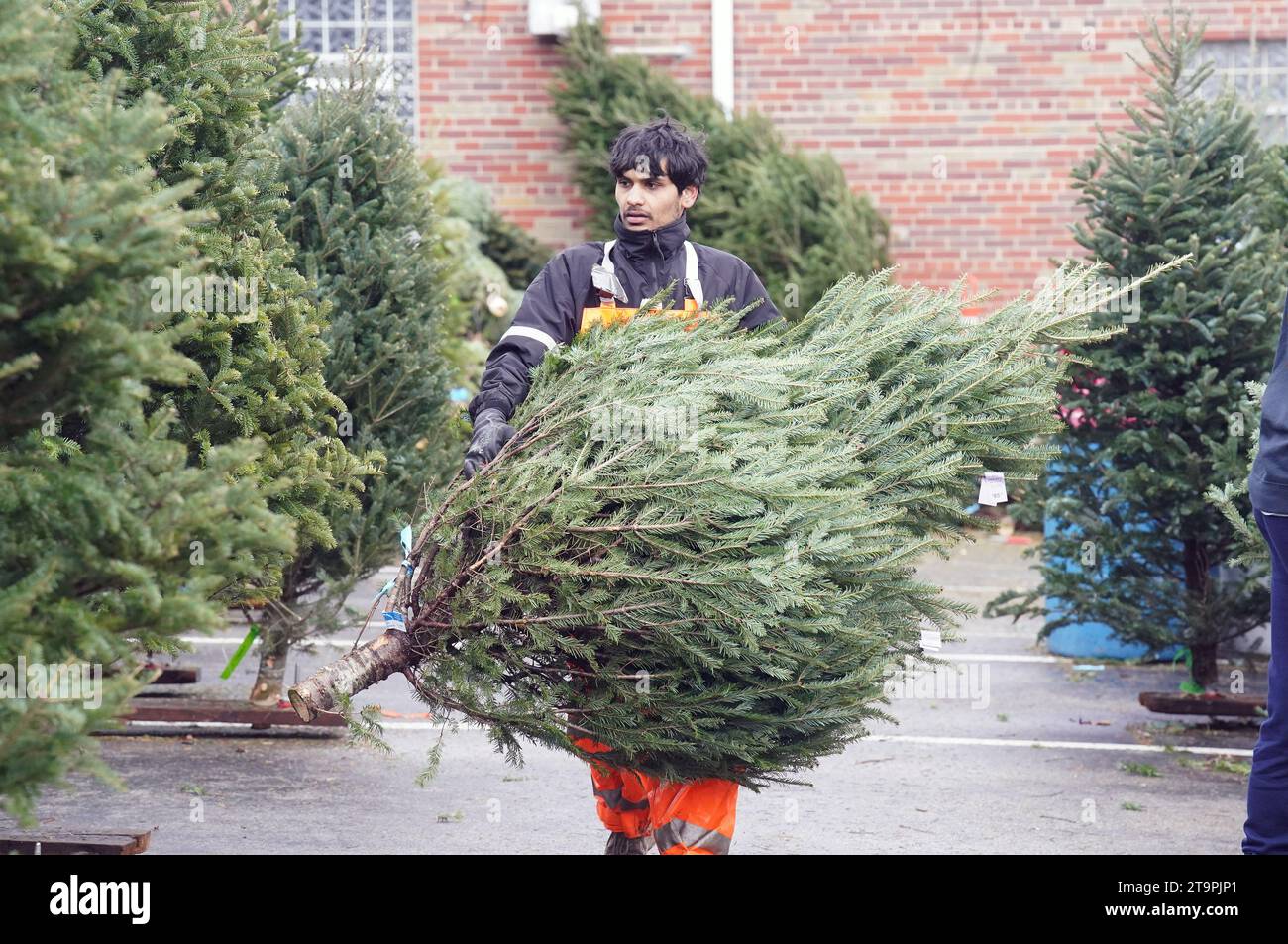 St. Louis, Usa. November 2023. Arbeiter Beki Guragai trägt ein
