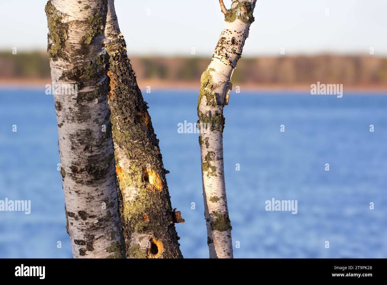 Paper Birch Tree (Betula papyrifera) aus nächster Nähe mit verschwommenem Hintergrund des Sees und farbenfroher Küstenlinie Chippewa National Forest im Norden von Minnesota USA Stockfoto