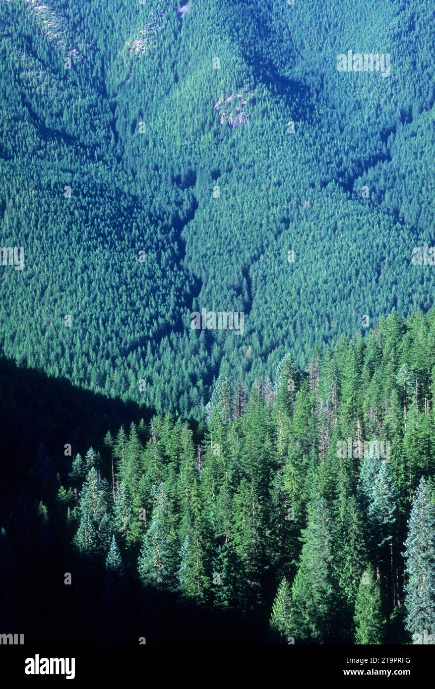 Eagle Creek Drainage aus Old Baldy Trail, Lachs-Huckleberry Wildnis, Mt Hood National Forest, Oregon Stockfoto