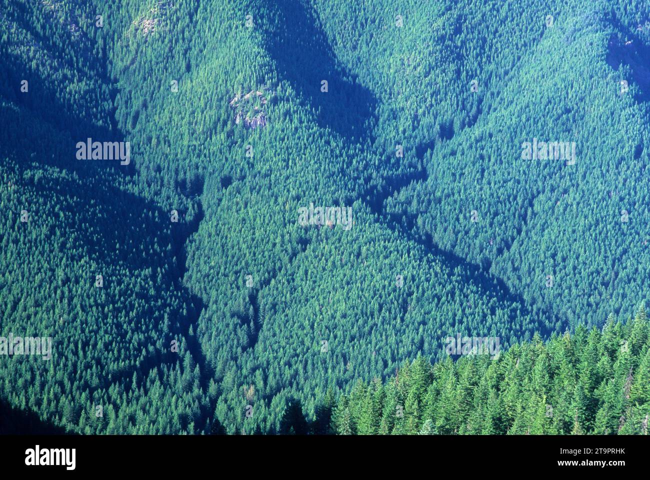 Eagle Creek Drainage aus Old Baldy Trail, Lachs-Huckleberry Wildnis, Mt Hood National Forest, Oregon Stockfoto