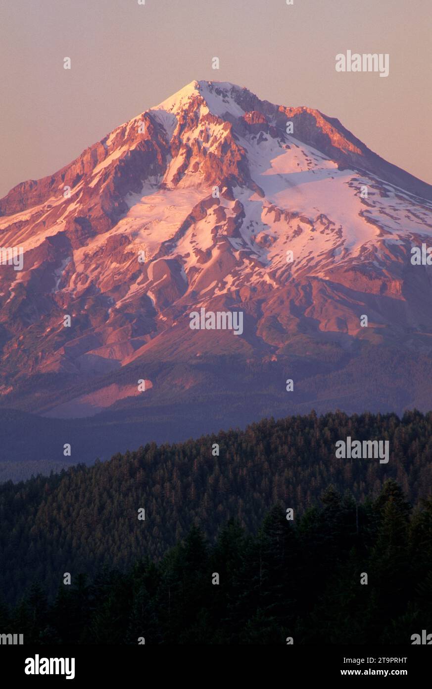 Mt Hood vom Old Baldy Trail, Salmon-Huckleberry Wilderness, Mt Hood National Forest, Oregon Stockfoto