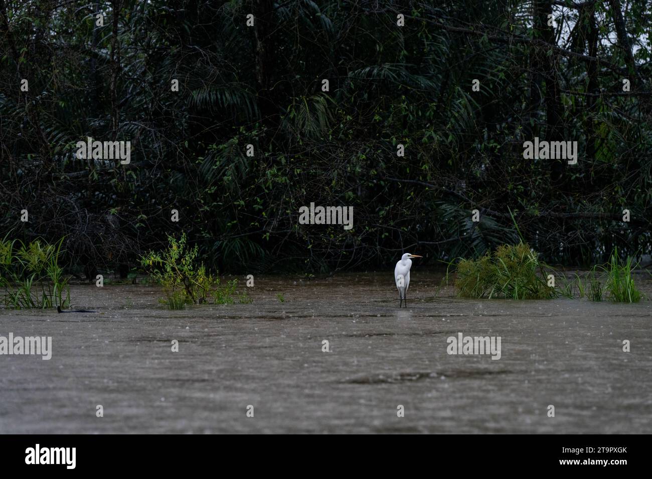 Thailand. November 2023. In einer überfluteten Mangrove entlang des Tapi River steht ein großer Egret bei starken Regenfällen in Surat Thani, Thailand am 27. November 2023. In Surat Thani, Thailand, einem tropischen Gebiet, das während der Regenzeit im Süden zunehmend vom Klimawandel betroffen ist, finden starke Regenfälle und Überschwemmungen statt. Quelle: Matt Hunt/Neato/Alamy Live News Stockfoto