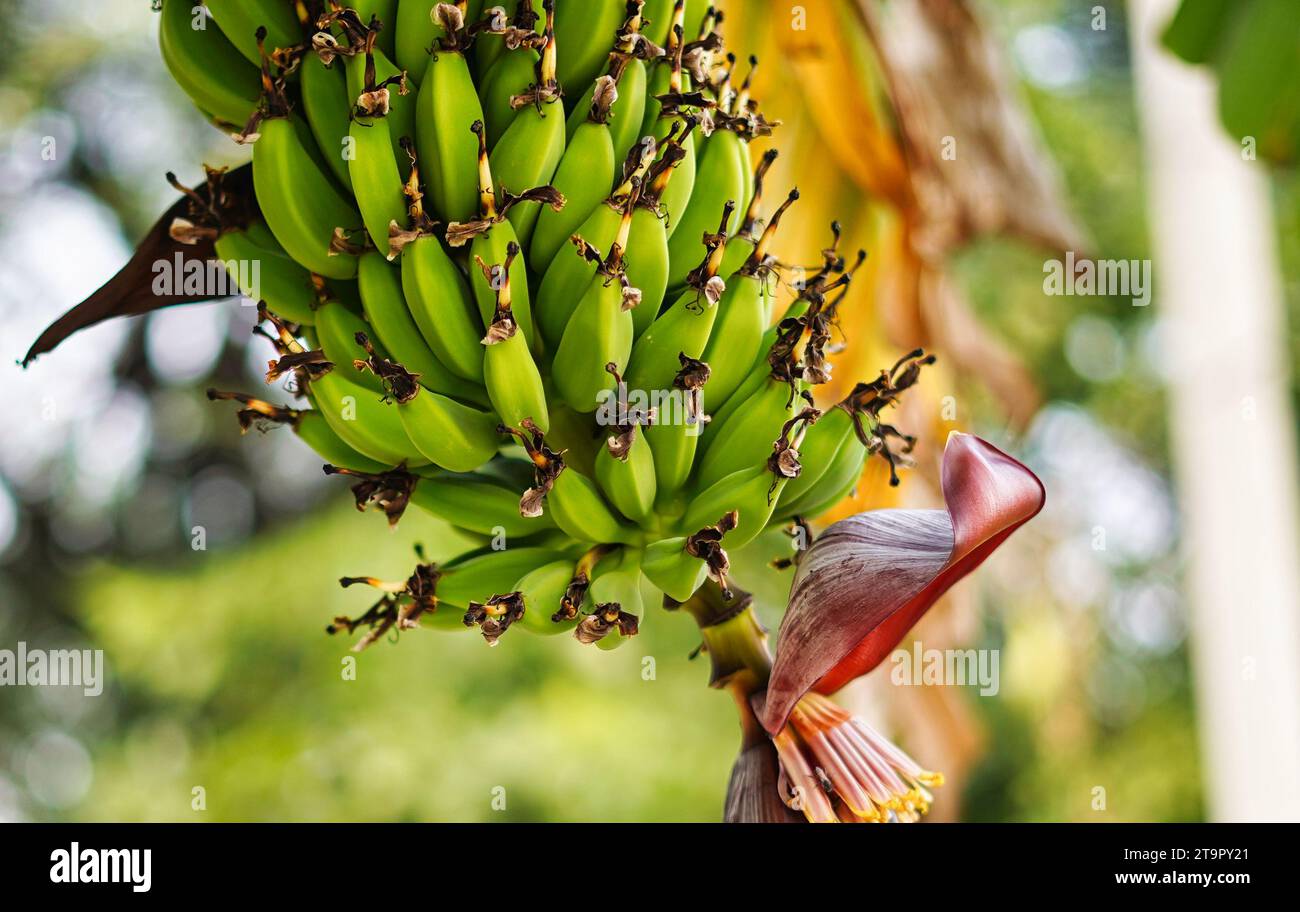 Bananenblüte hängt am Bananenbaum, rohe Bananenfrüchte im Sommer in Indien. Stockfoto