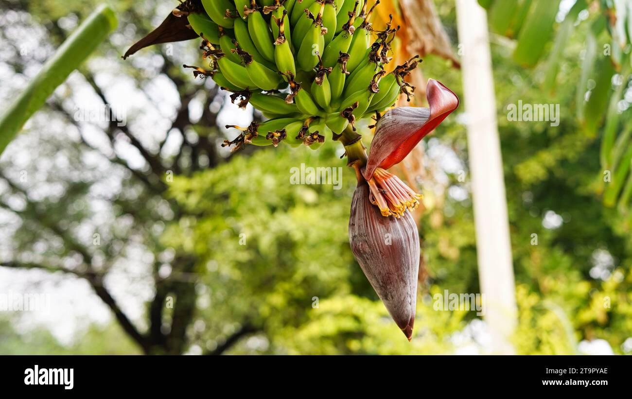 Ein Haufen frischer und gesunder Bananen auf einem lebendigen Baum in den üppigen Tropen Indiens. Stockfoto