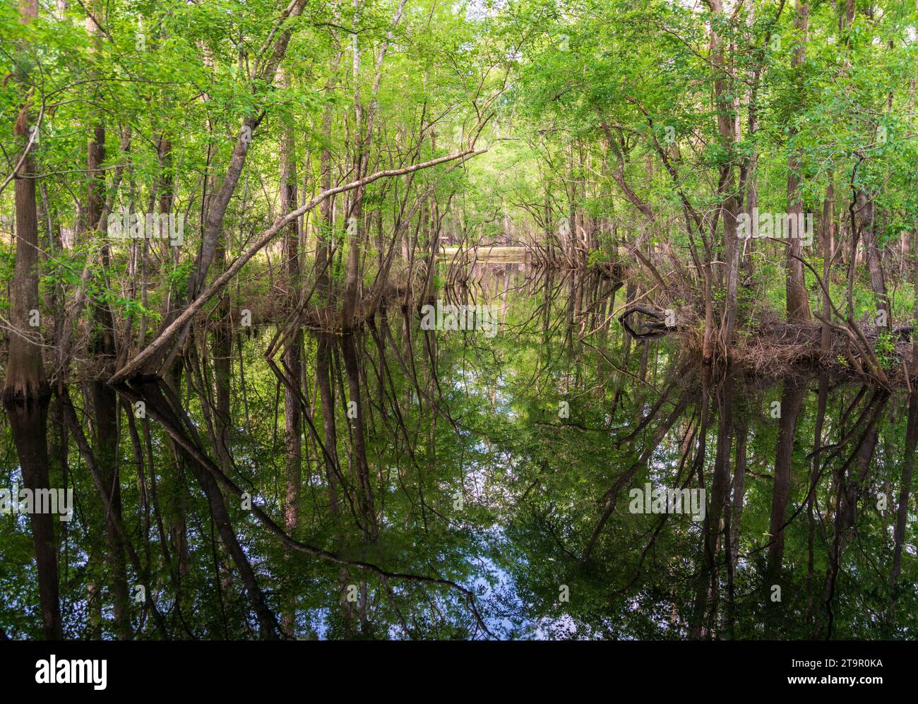 Der sumpfige Creek am Moores Creek National Battlefield, NPS Site Stockfoto