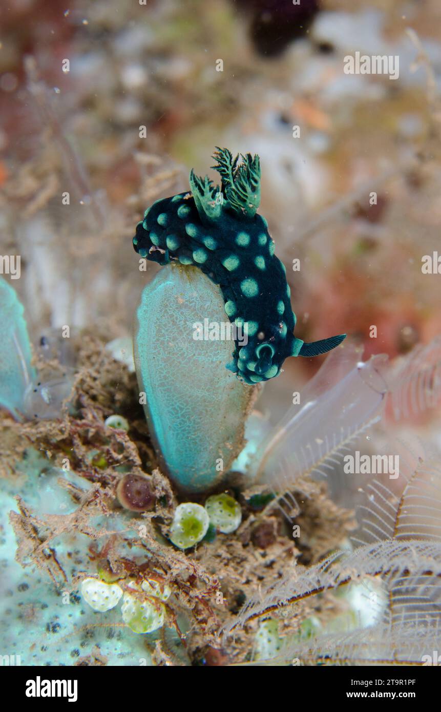 Nembrotha Nacktschnecke, Nembrotha cristata, Fütterung von Seepirts, Rhopalaea sp, Nachttauchgang, Seraya Secrets Tauchplatz, Seraya, Karangasem, Bali Stockfoto