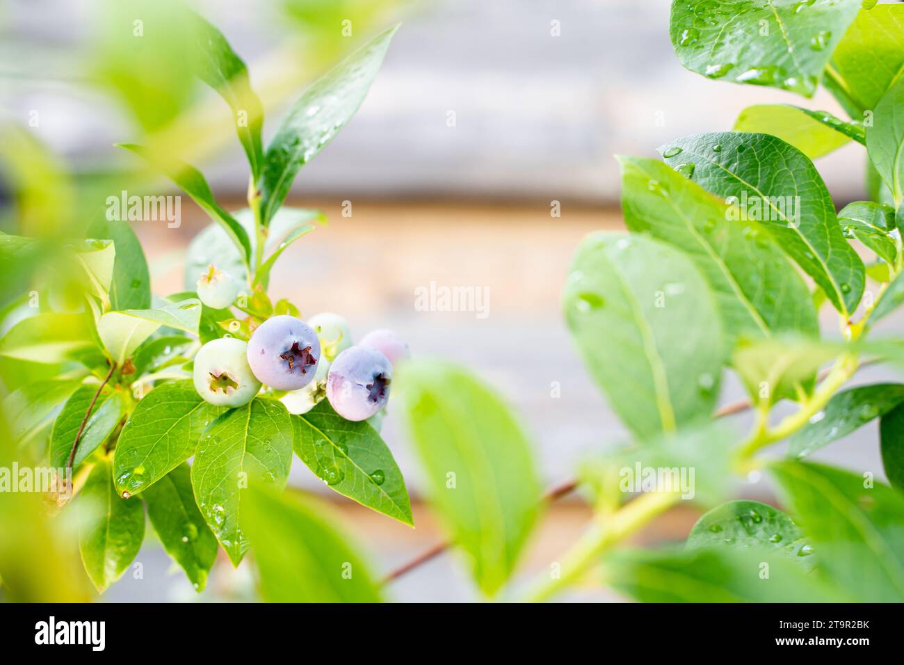 Schöne saftige Heidelbeeren wachsen auf einem Zweig in Nahaufnahme Stockfoto