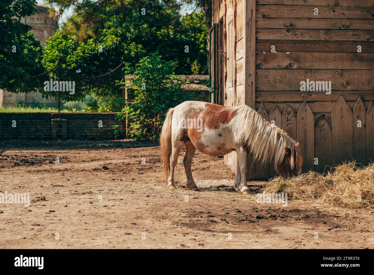 Niedliches shetland-Ponypferd, das auf der Ranch Heu fresst, selektiver Fokus Stockfoto