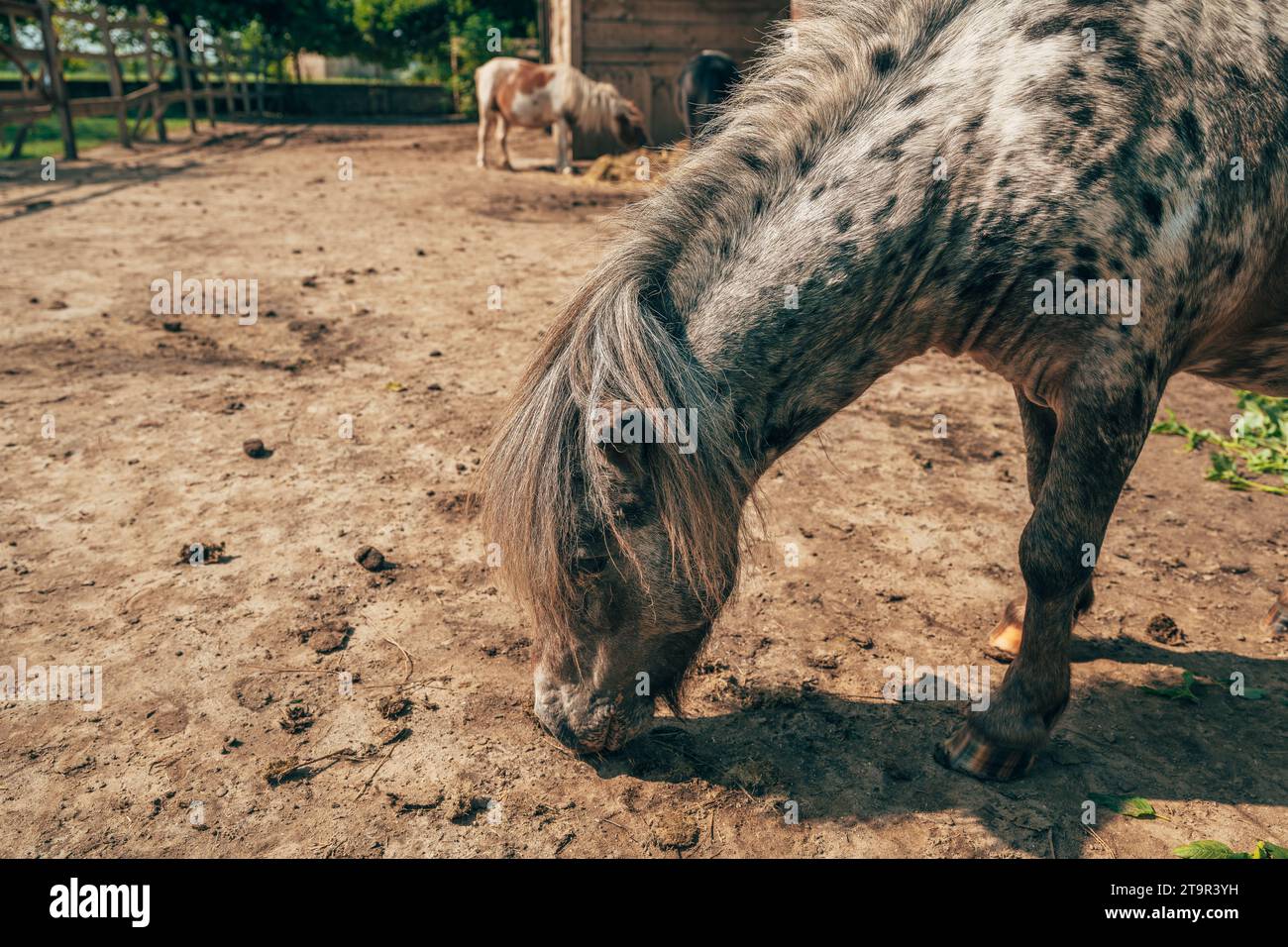 Niedliches kleines shetland-Ponypferd mit langen Haaren im Fahrerlager, selektiver Fokus Stockfoto