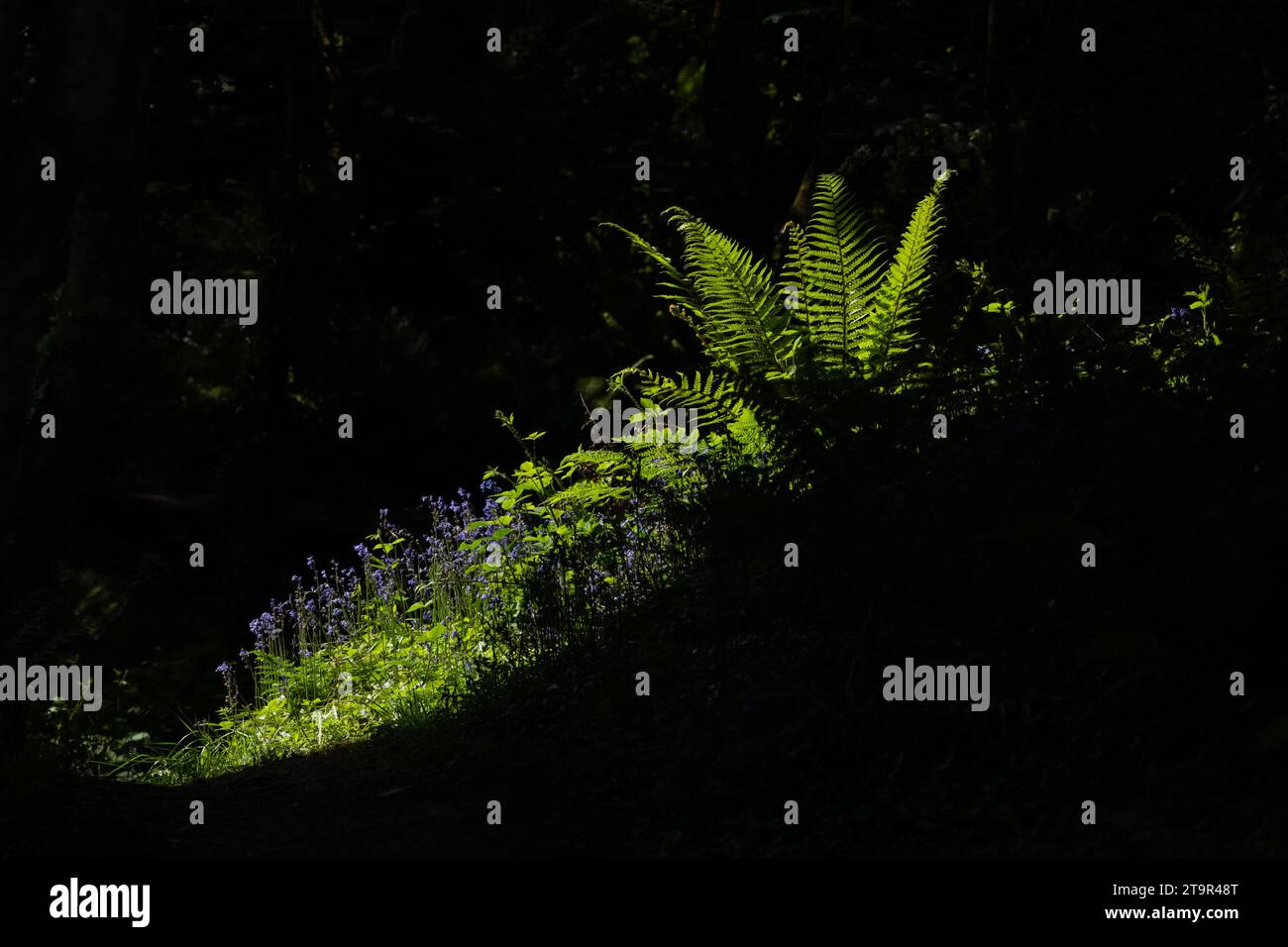 Blauglocken Farne und Waldpflanzen, die von Sonnenschein beleuchtet werden, brechen durch eine Lücke in den Bäumen - Großbritannien Stockfoto