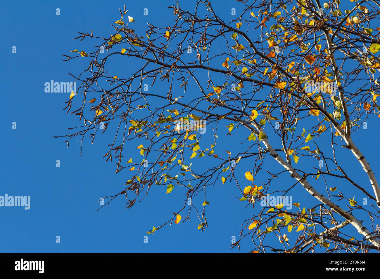 Schöne bunte Herbstblätter. Herbst, schöner sonniger Tag am Nachmittag. Oben auf dem Baumdach. Hohe Birke. Stockfoto