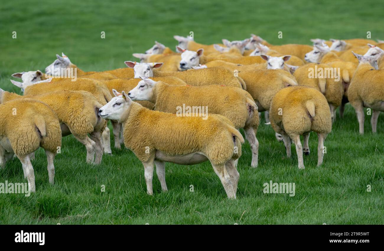 Herde kommerzieller Weißschaf auf einer Randfarm in Cumbria, Großbritannien. Stockfoto