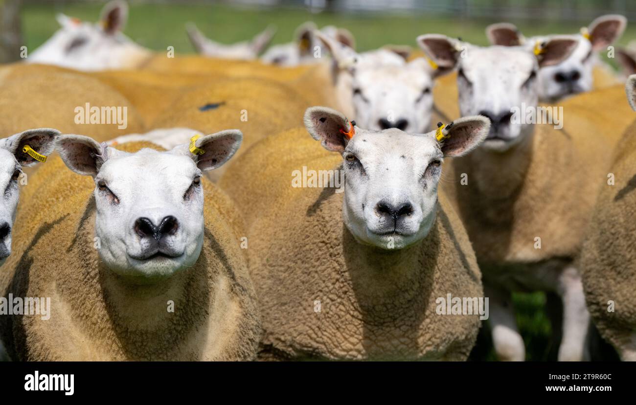 Herde kommerzieller Weißschaf auf einer Randfarm in Cumbria, Großbritannien. Stockfoto