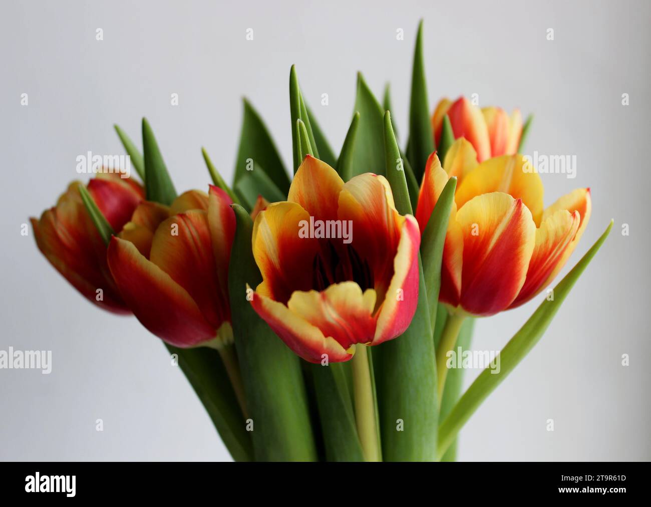 Blühende Bunte Tulpenblüten Isoliert Auf Weißem Hintergrund Seitenansicht Stockfoto