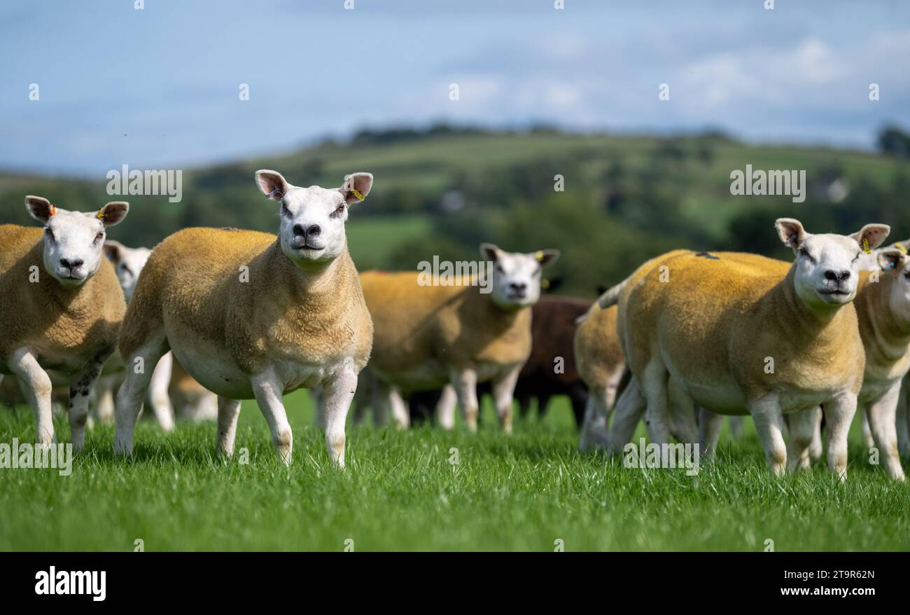 Herde kommerzieller Weißschaf auf einer Randfarm in Cumbria, Großbritannien. Stockfoto