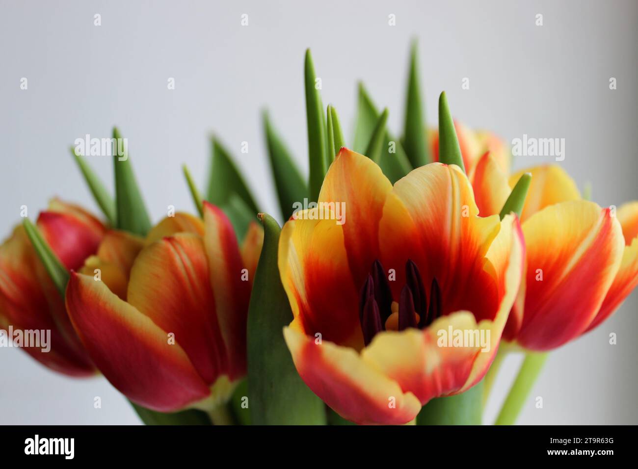 Seitenansicht selektiv gezüchteter Tulpen mit roten und gelben Blütenblättern in Einem Bouquet isoliert auf weiß Stockfoto