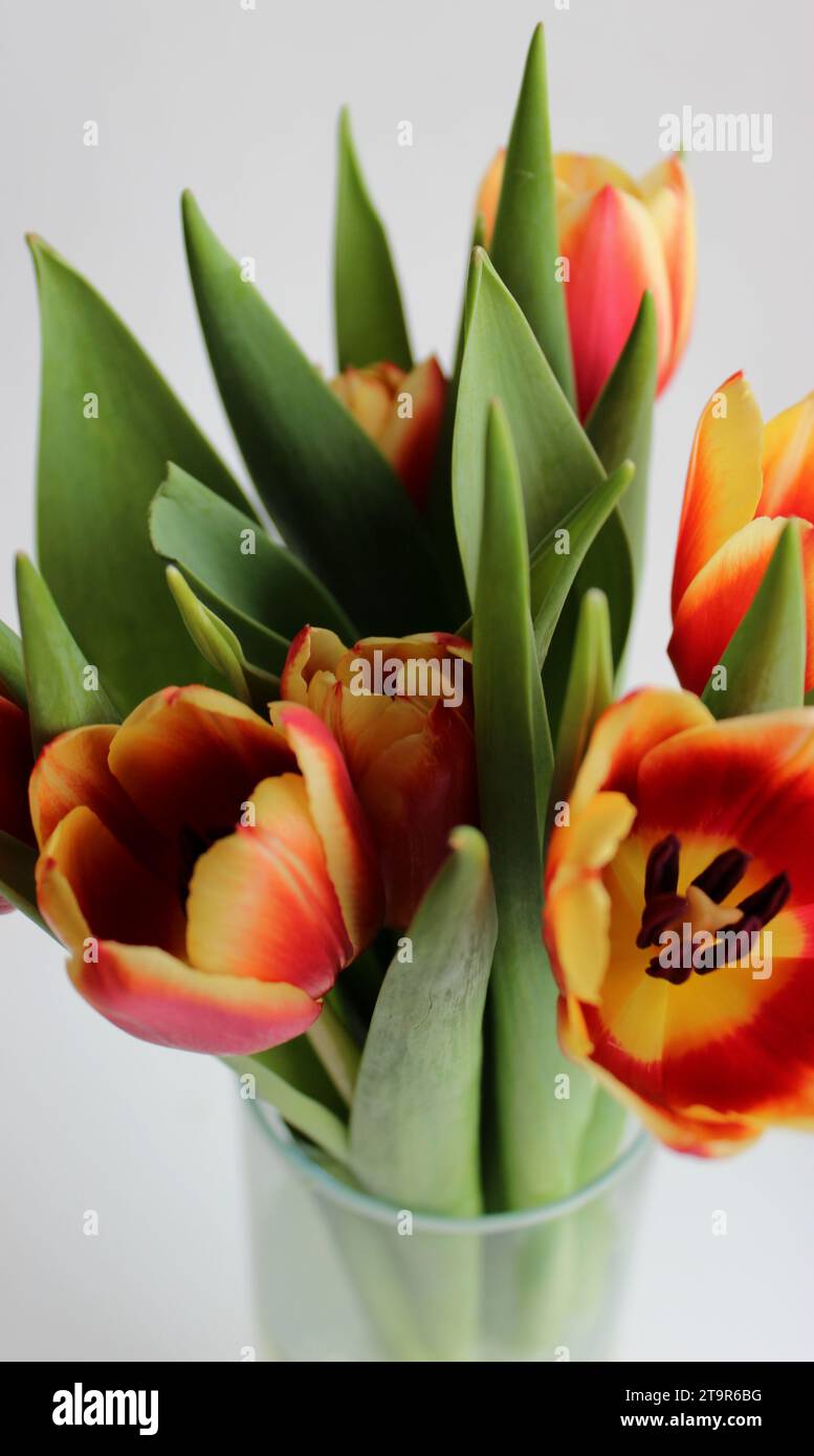Nahaufnahme Foto von selektiv gezüchteten Tulpen mit roten und gelben Blüten in Einer Vase auf weißem Hintergrund Stockfoto