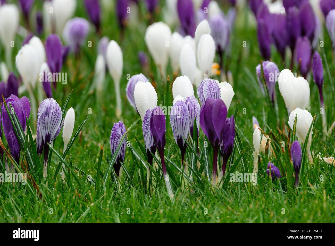 Crocus vernus, Frühlingskrokus, Riesenkrokus, niederländischer Krokus, gemischte Farben, die im Gras wachsen Stockfoto