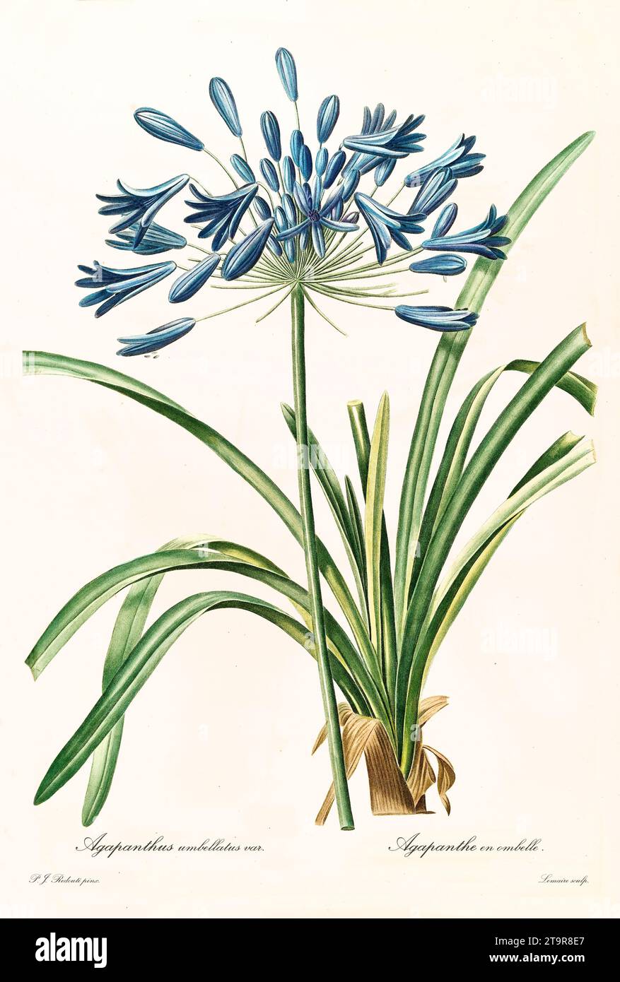 Alte Illustration der Afrikanischen Lilie (Agapanthus africanus). Les Liliacées, von P. J. Redouté. Impr. Didot Jeune, Paris, 1805 - 1816 Stockfoto