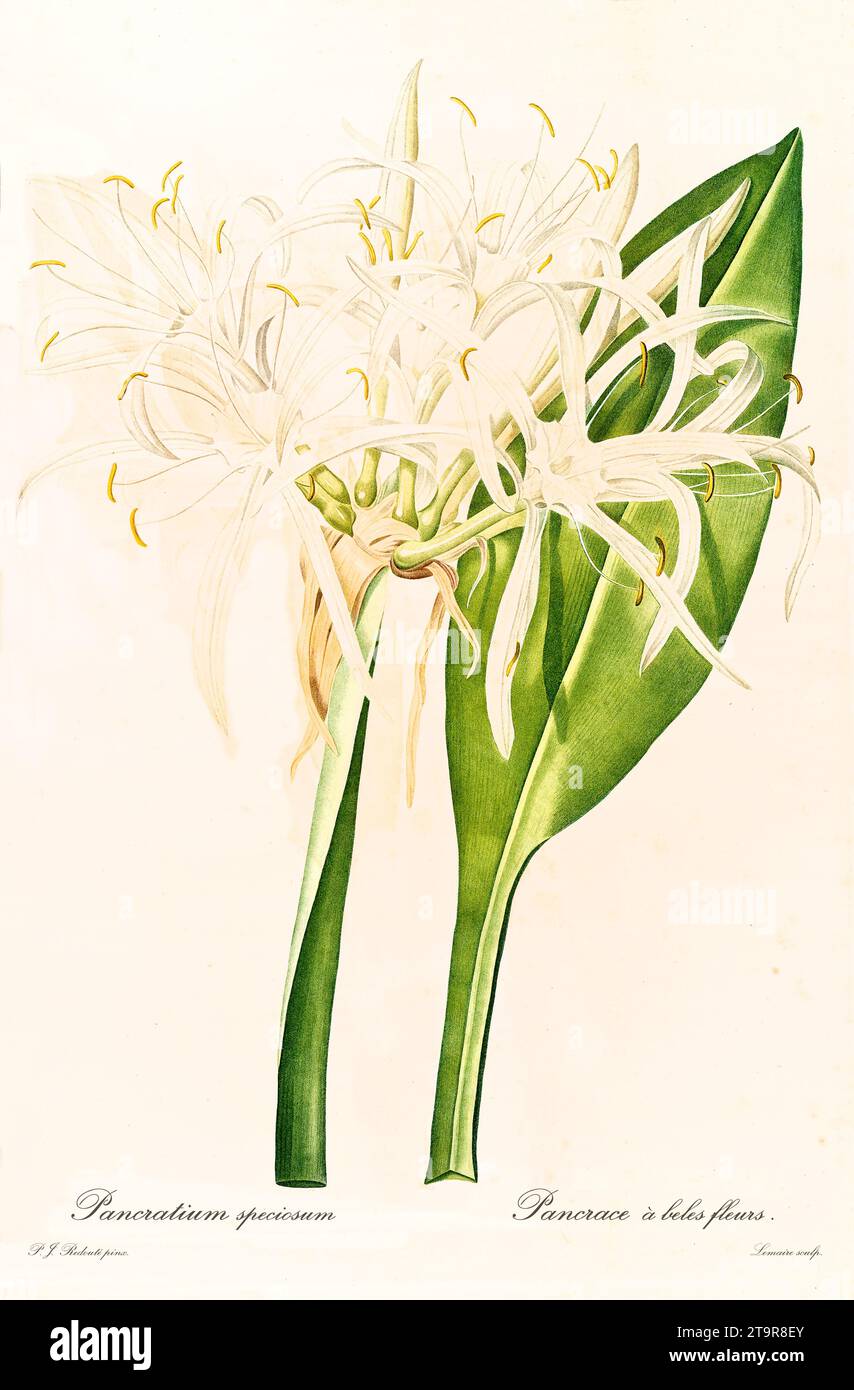 Alte Illustration der Grünen Spiderlilie (Hymenocallis speciosa). Les Liliacées, von P. J. Redouté. Impr. Didot Jeune, Paris, 1805 - 1816 Stockfoto