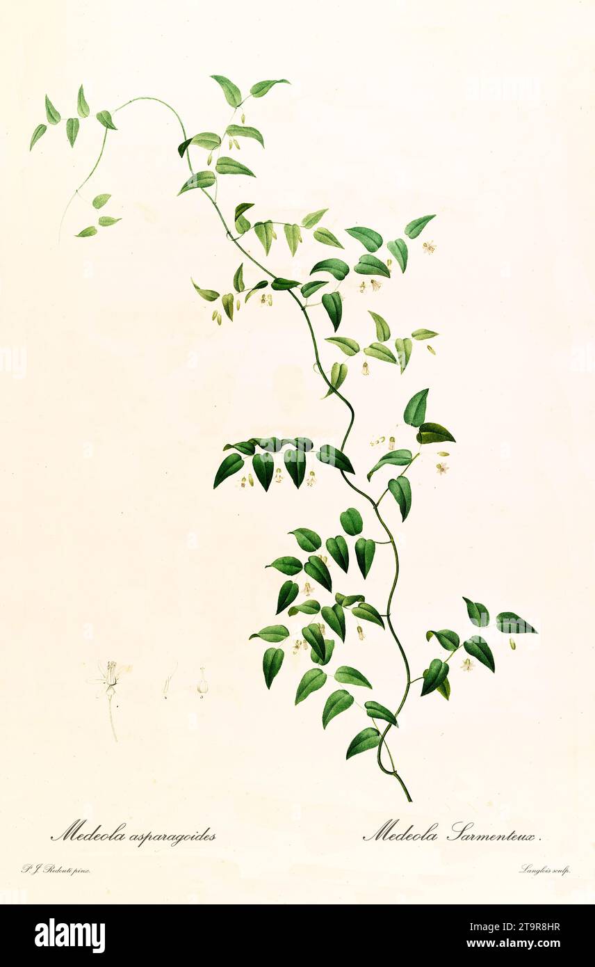 Bridal Creeper (Spargel asparagoides), Zwillingsrebe mit ovaten Blättern und weißen Blüten, handkolorierte Gravur, vertikal, Paris 1805-1816 Stockfoto