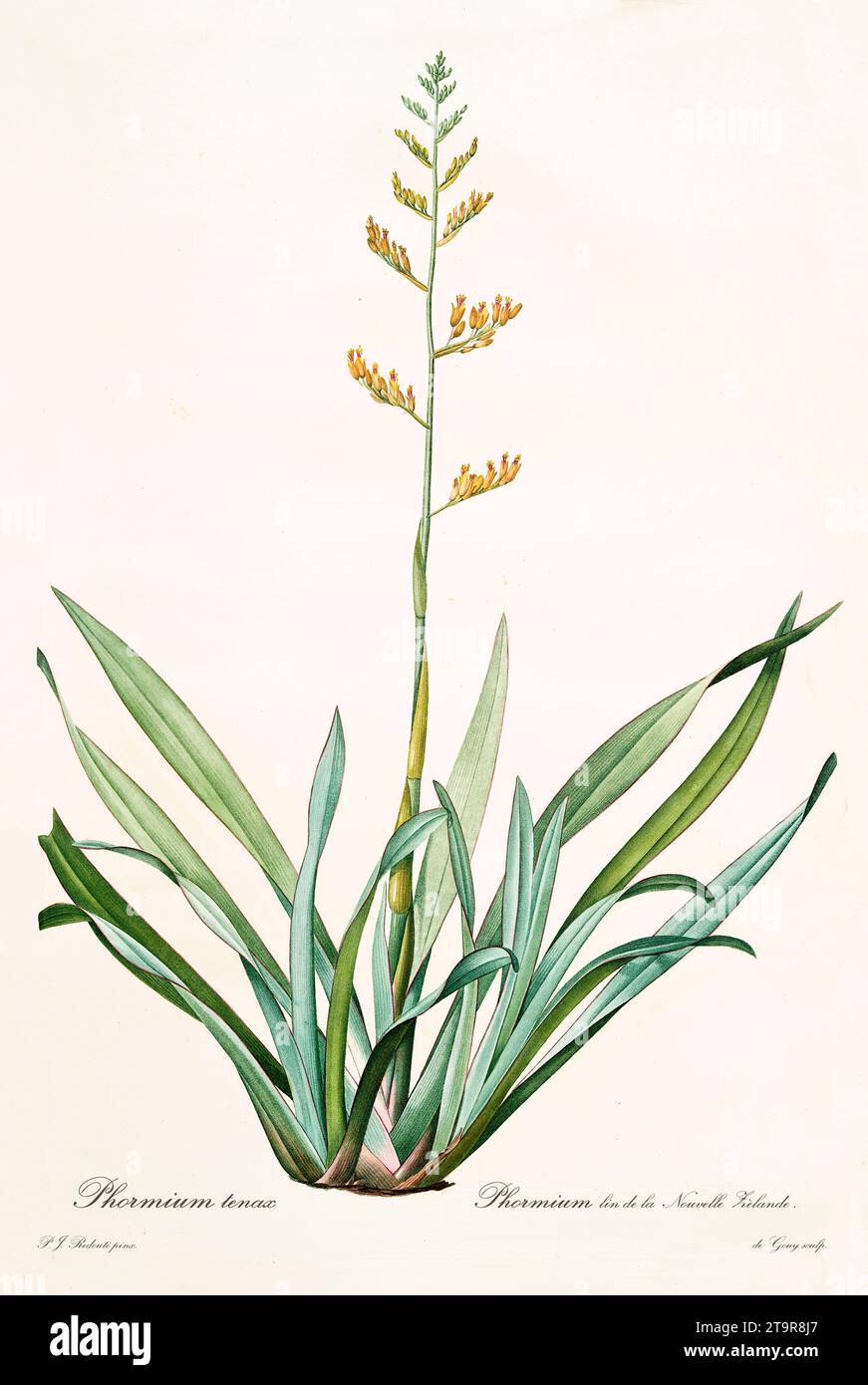 Alte Illustration des Flachs (Phormium tenax). Les Liliacées, von P. J. Redouté. Impr. Didot Jeune, Paris, 1805 - 1816 Stockfoto