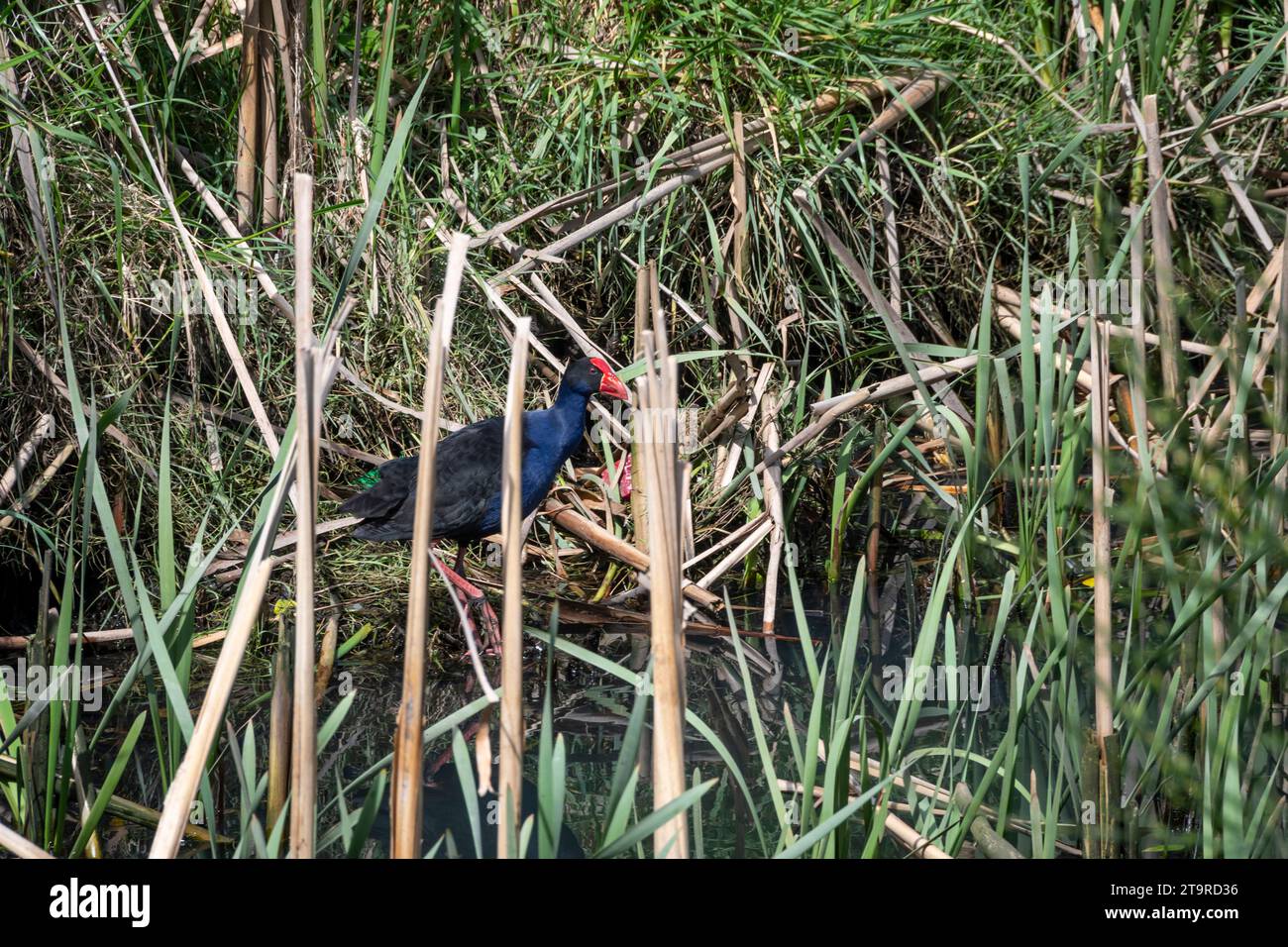 Pukeko, Neuseeland Sumpfhennen, Te Mome Stream, Petone, Hutt City, Wellington, Nordinsel, Neuseeland Stockfoto