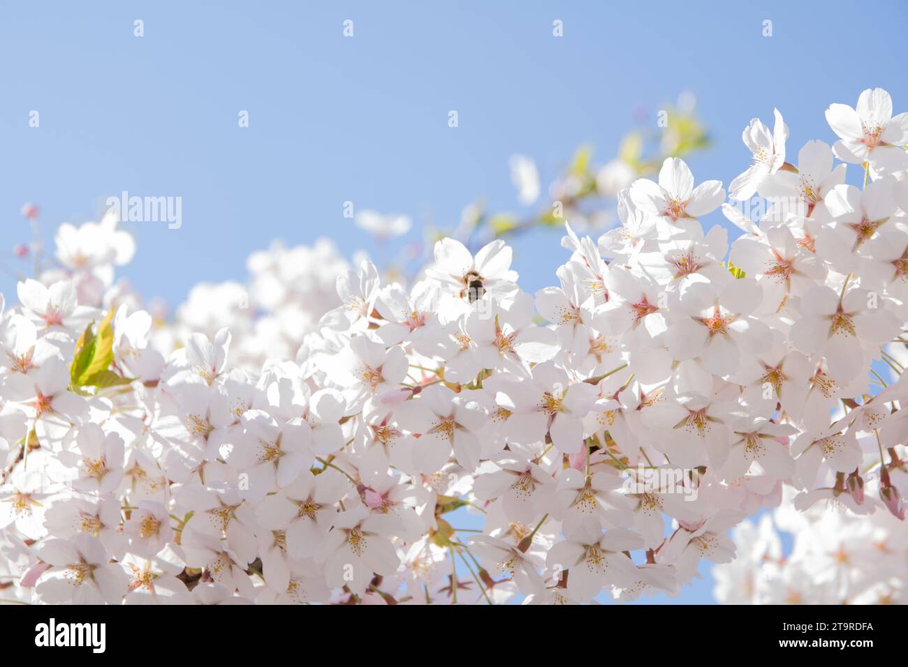 Fotografie, Sakura, Kirschblüte, blauer klarer Himmel, leerer Raum, weiße Blumen, Nahaufnahme, horizontal, Natur, Pflanze, Frühling, Wachstum, keine Leute, c Stockfoto