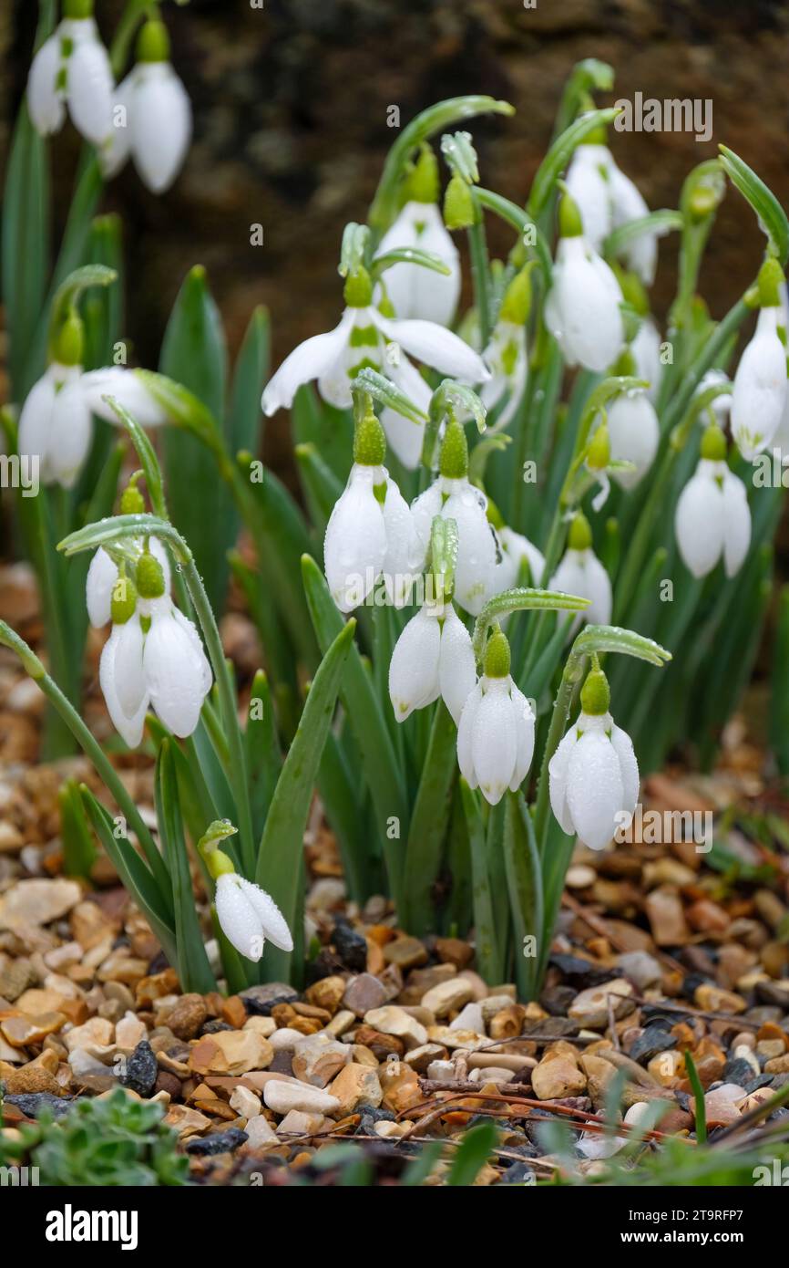 Galanthus Selborne Green Tips, Elwesii, Galanthus, Weiß, Winter, frühe Blüte, grüne Markierungen an den Äußerern. Stockfoto