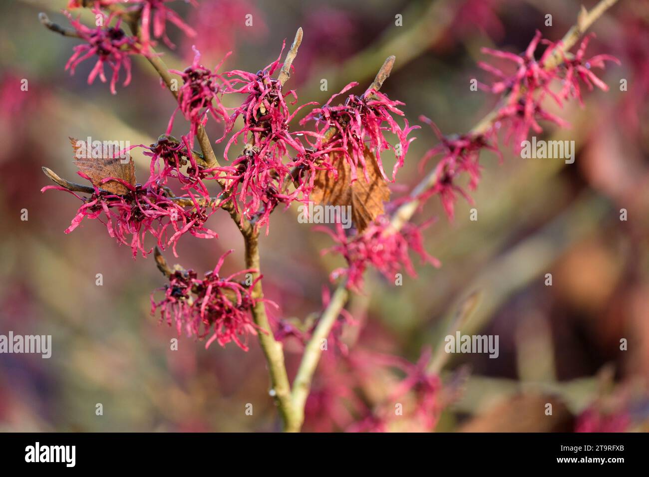 Hamamelis x intermedia Livia, Hexenhamelis Livia, Laubstrauch Stockfoto