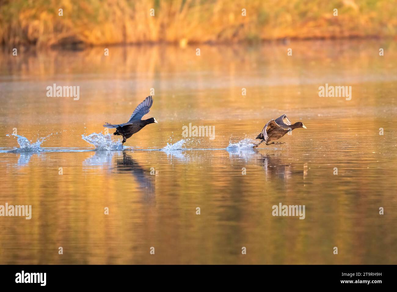 Die fröhlichen Vögel laufen auf dem Wasser CHANDIGARH, INDIEN URKOMISCHE BILDER eines Paares eurasischer Coots, die sich gegenseitig jagen, während sie so schnell zu gehen scheinen Stockfoto