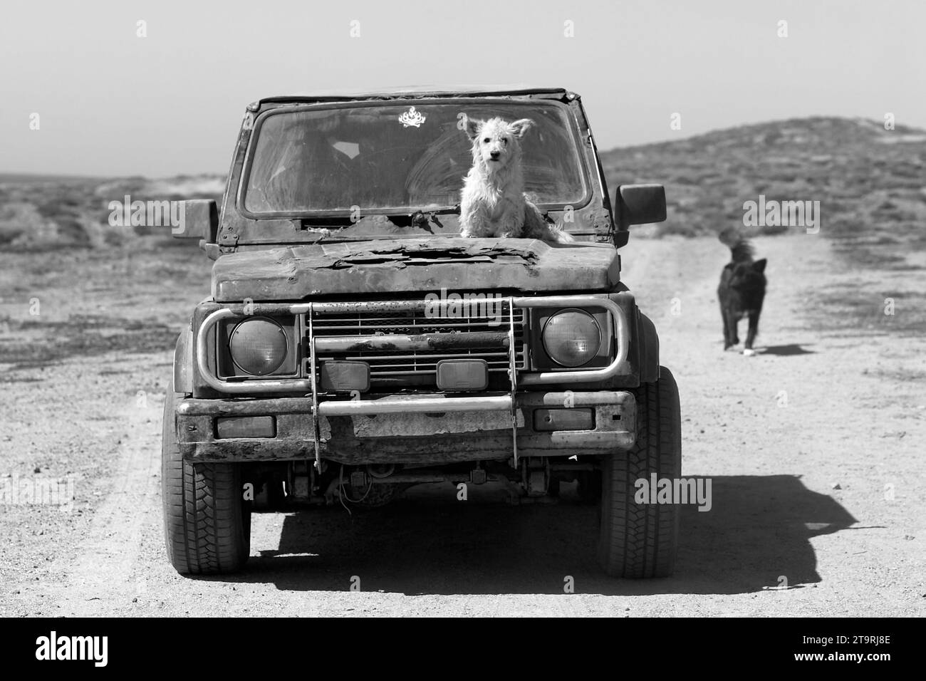 Ein Hund fährt auf der Motorhaube eines Autos in Baja. Stockfoto