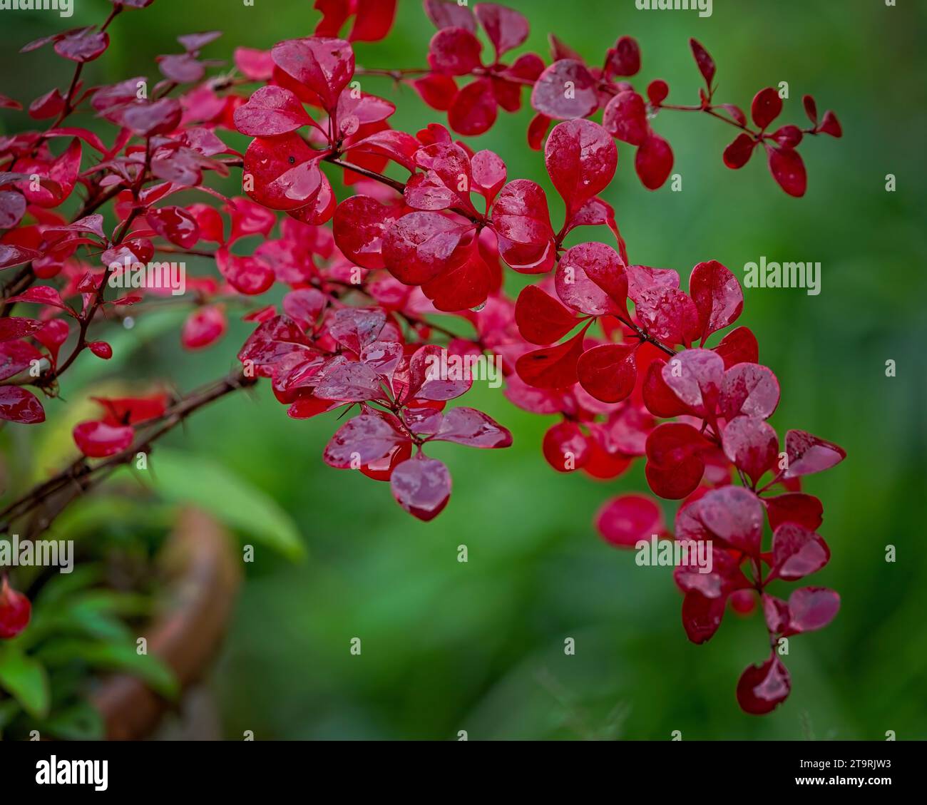 Berberis Herbstfarbe Stockfoto