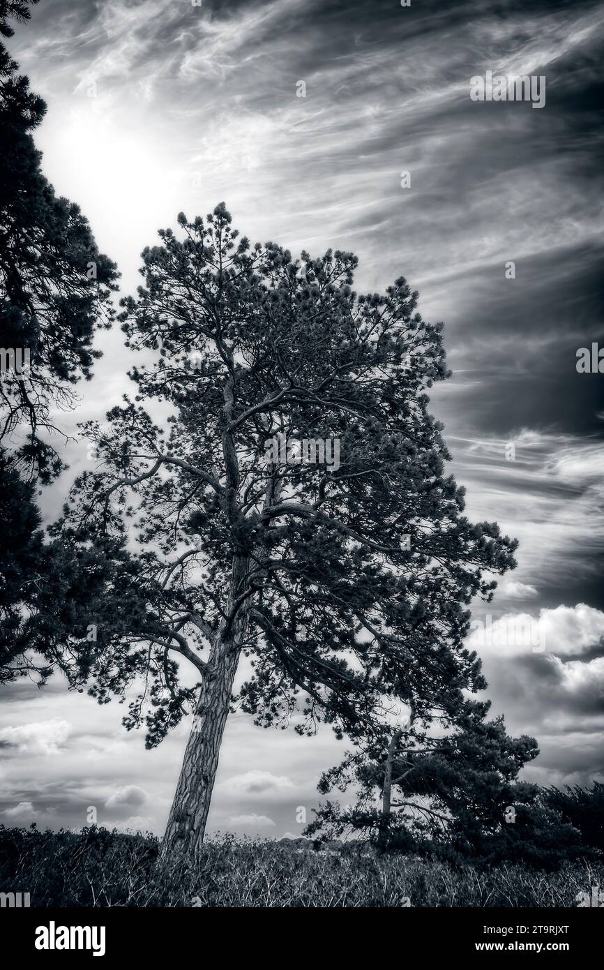 windgepeitschten Baum Stockfoto