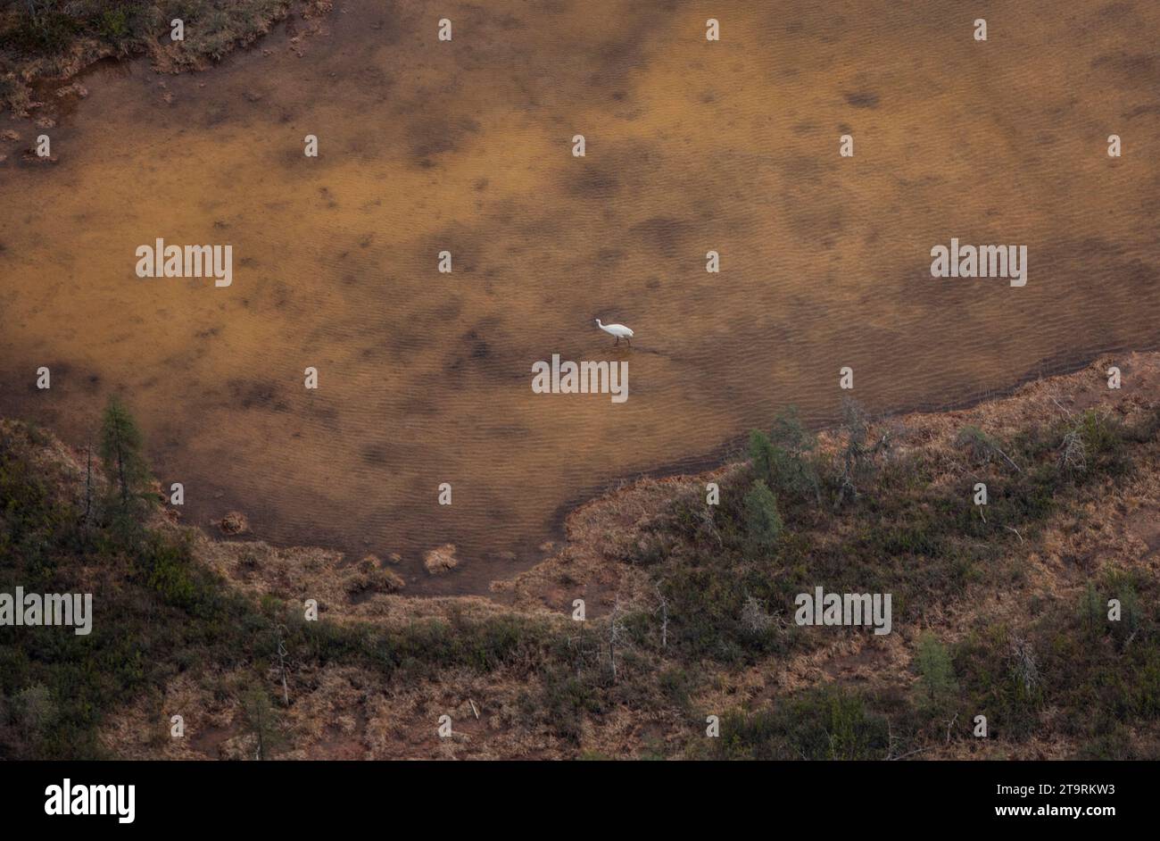 Bilder aus dem Wood Buffalo National Park, dem Nistplatz für den vom Aussterben bedrohten Keucherkrane. Stockfoto