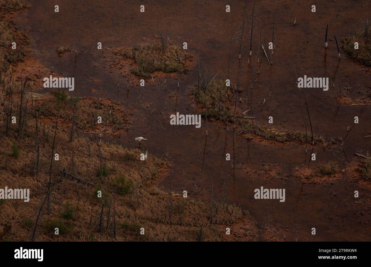 Bilder aus dem Wood Buffalo National Park, dem Nistplatz für den vom Aussterben bedrohten Keucherkrane. Stockfoto