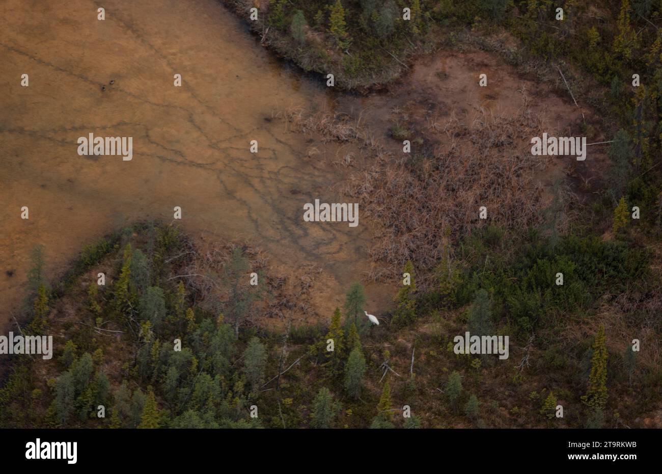 Bilder aus dem Wood Buffalo National Park, dem Nistplatz für den vom Aussterben bedrohten Keucherkrane. Stockfoto