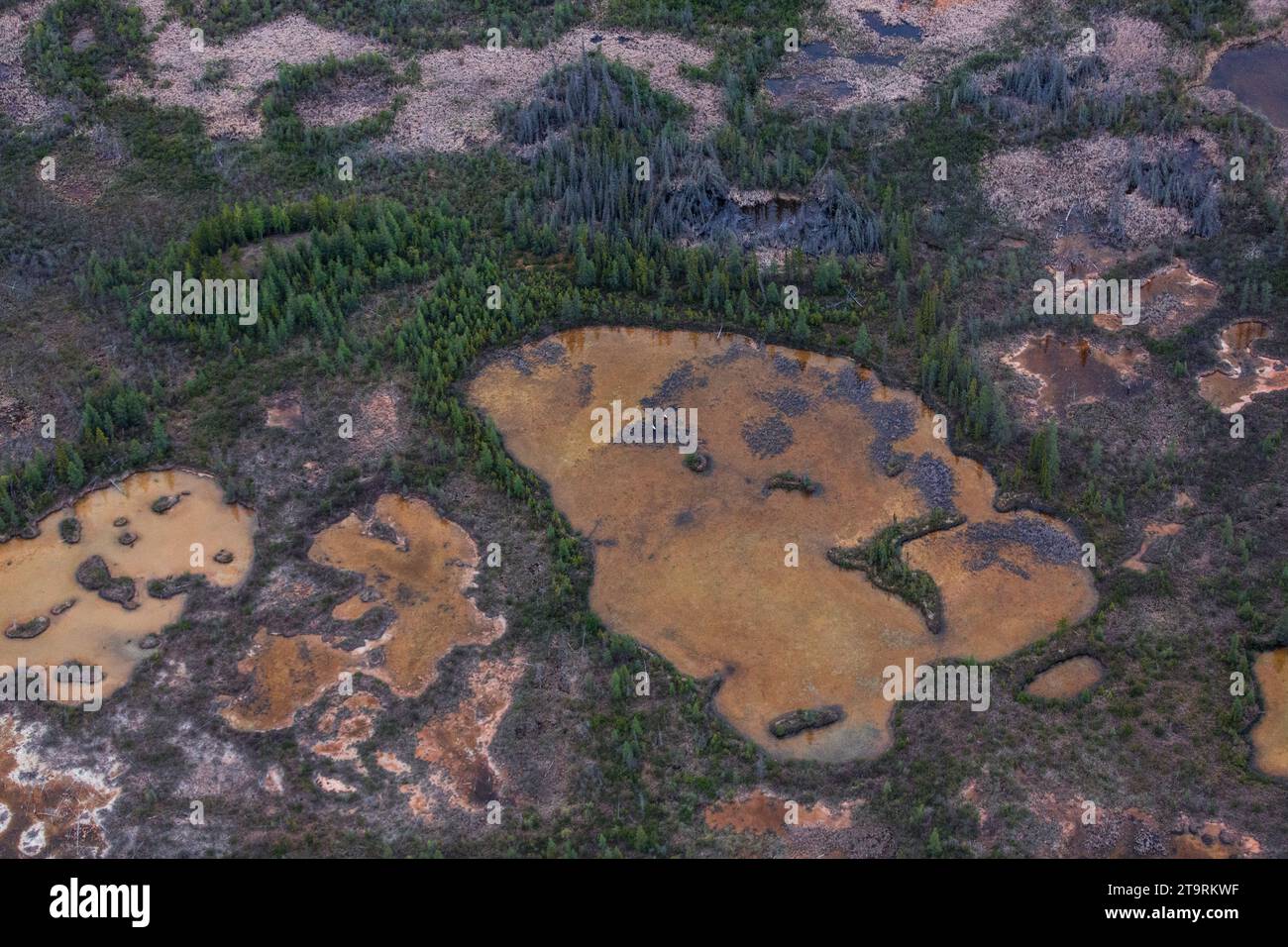 Bilder aus dem Wood Buffalo National Park, dem Nistplatz für den vom Aussterben bedrohten Keucherkrane. Stockfoto