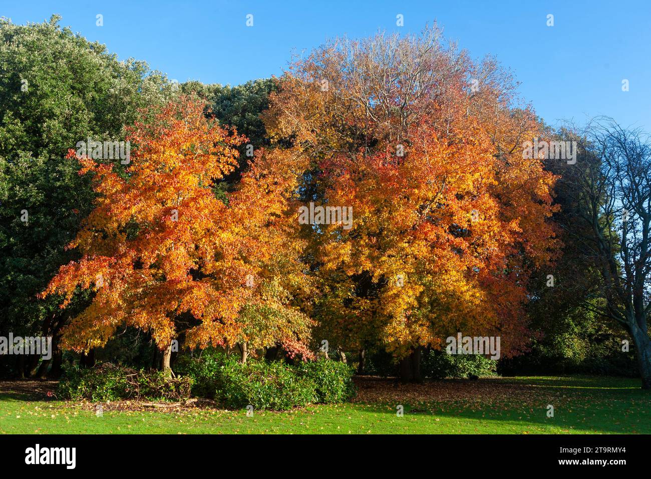 Flüssige Bäume in leuchtender Herbstfarbe in Stanley Park, Gosport, Hampshire, Großbritannien Stockfoto