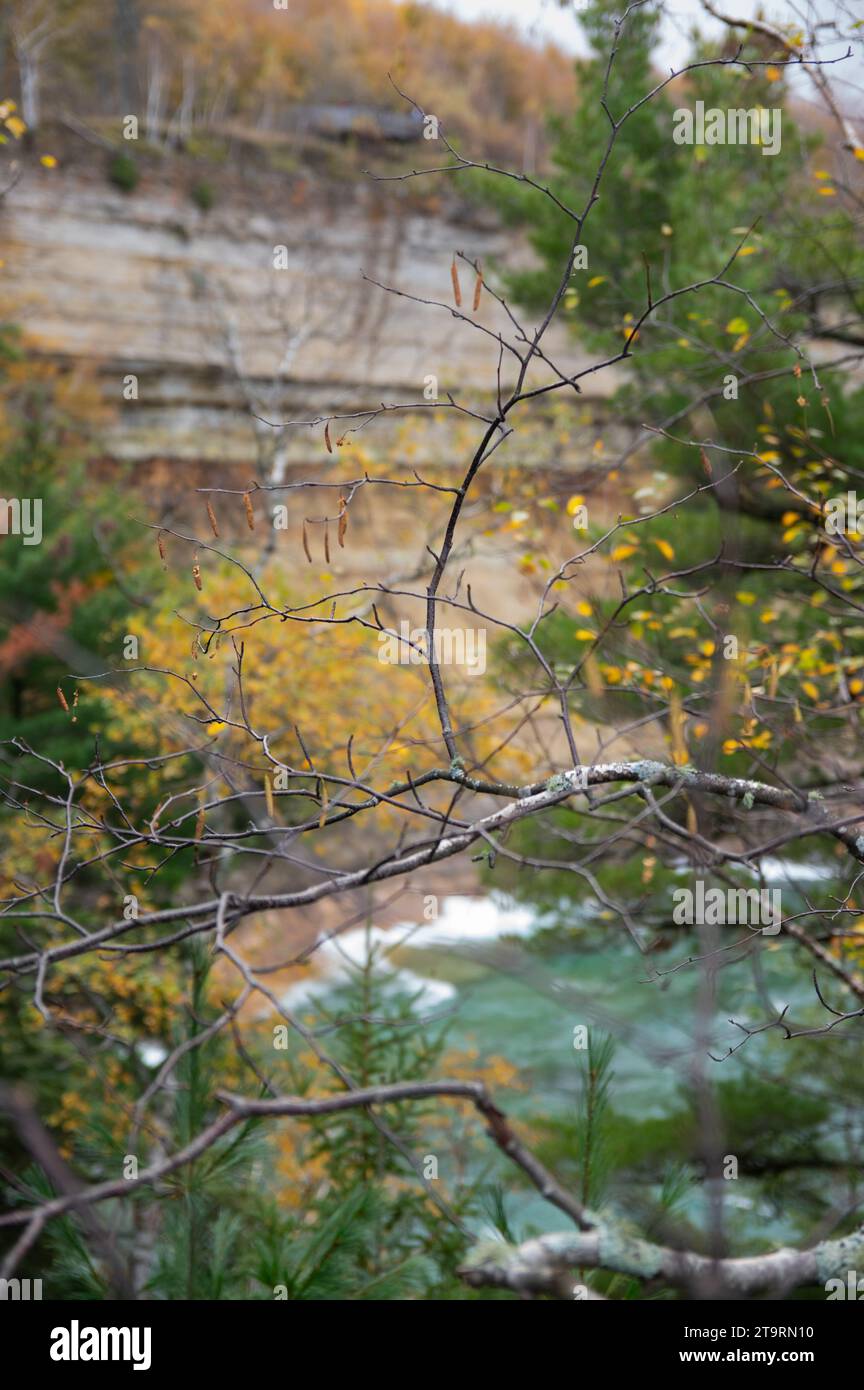 Leere Äste vor dem See und Klippen im oberen michigan Stockfoto