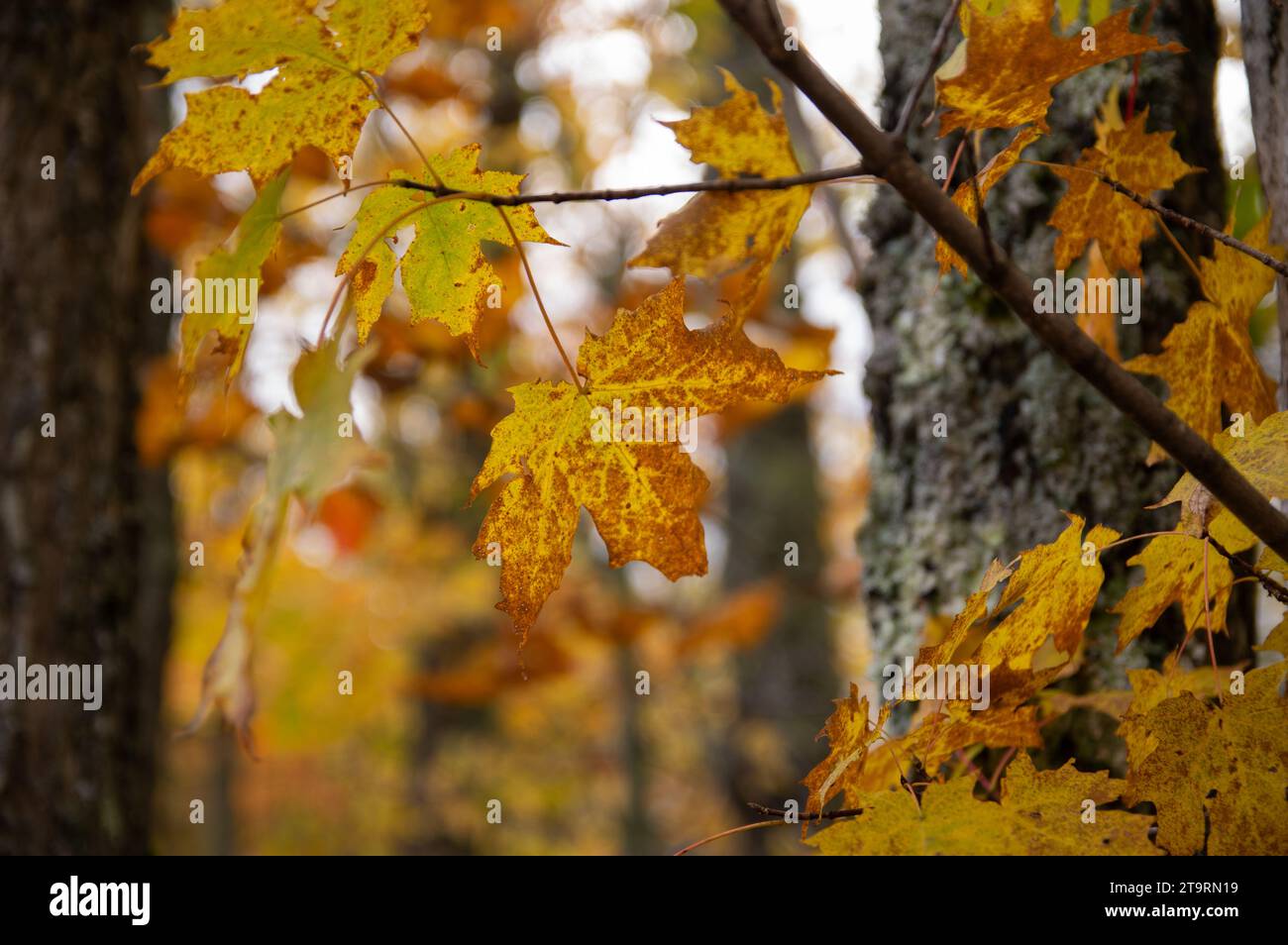 Ahornblätter im Wald an einem kalten, trostlosen Nachmittag Stockfoto