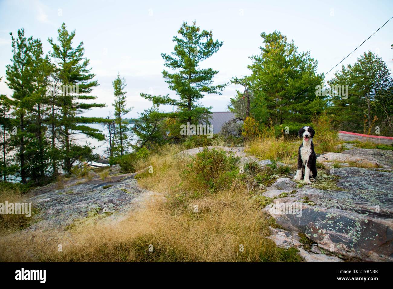 Blick auf die Landschaft des schwarzen und weißen Hundes, der auf Felsen am Cottage sitzt Stockfoto