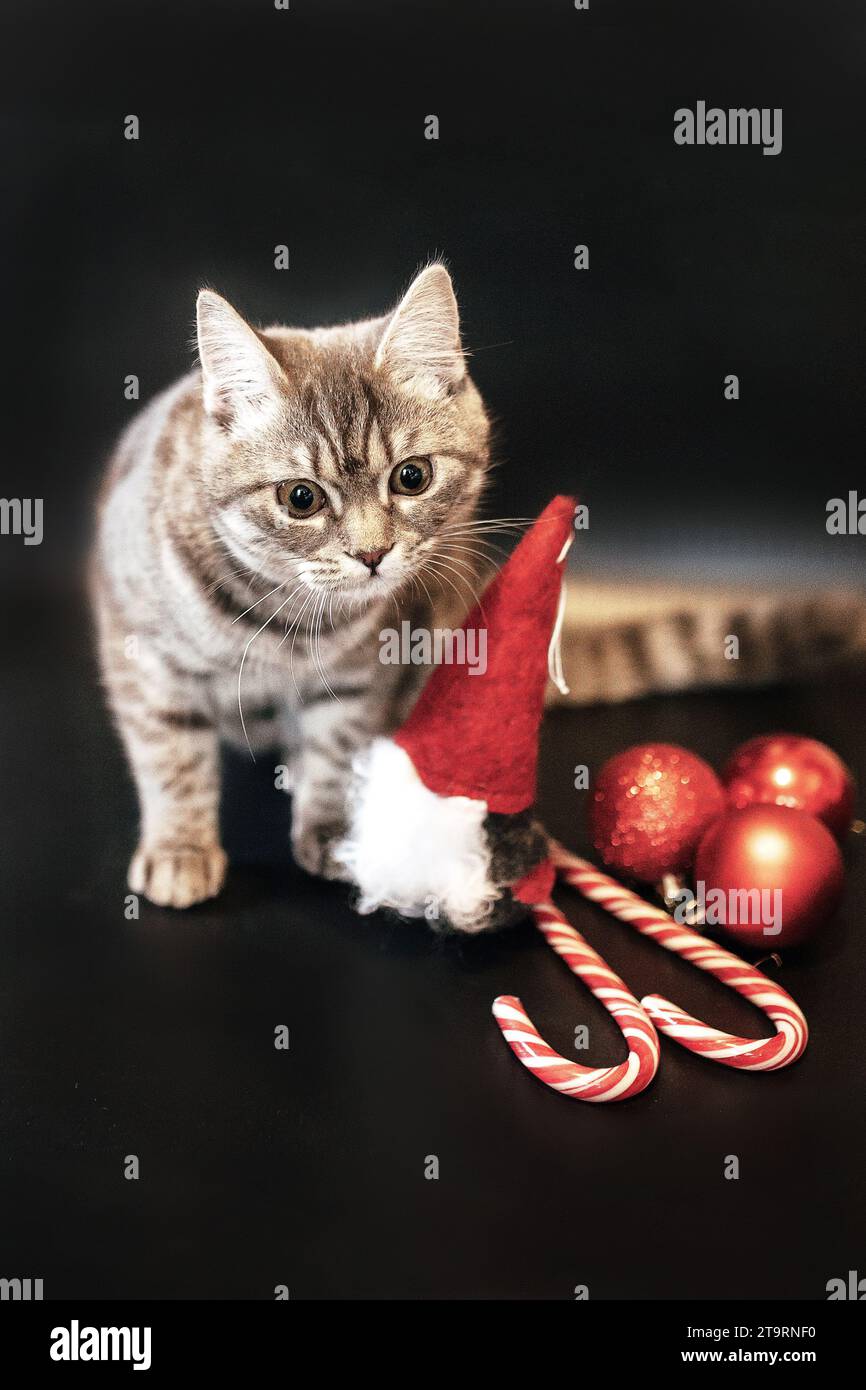 Kätzchen, die mit weihnachtsspielzeug spielen Stockfoto